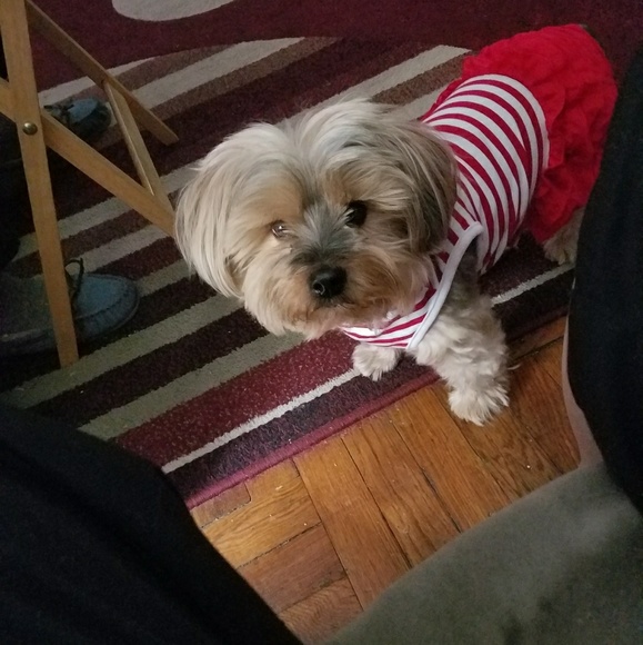 Meet your Posher, Rosa - Picture 1 of 1